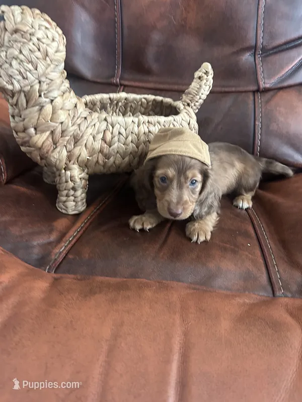 Marco – Miniature Dachshund puppy for sale in Raleigh, NC