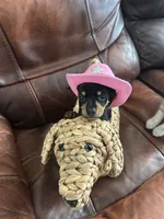 Dolly Parton, a female Miniature Dachshund for sale in Raleigh, NC – 1 of 10