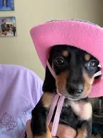 Dolly Parton, a female Miniature Dachshund for sale in Raleigh, NC – 3 of 10
