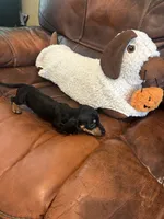 Itsy, a female Miniature Dachshund for sale in Raleigh, NC – 4 of 4
