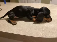 Jarvis, a male Miniature Dachshund for sale in Raleigh, NC – 3 of 5