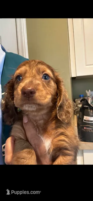 Marco – Miniature Dachshund puppy for sale in Raleigh, NC