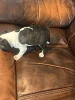 Juneau, a male Boston Terrier for sale in Raleigh, NC – 4 of 6