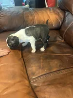 Juneau, a male Boston Terrier for sale in Raleigh, NC – 1 of 6
