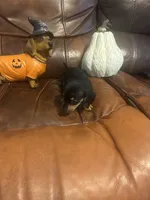 Watson, a male Miniature Dachshund for sale in Raleigh, NC – 4 of 4