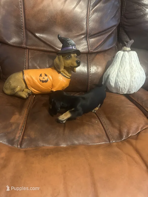 Jeanie – Miniature Dachshund puppy for sale in Raleigh, NC