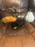 Jeanie, a female Miniature Dachshund for sale in Raleigh, NC – 1 of 5