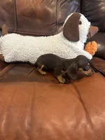 Minnie, a female Miniature Dachshund for sale in Raleigh, NC – 4 of 5