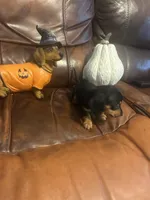 Watson, a male Miniature Dachshund for sale in Raleigh, NC – 3 of 4