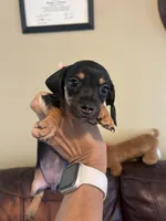 Bitsy, a female Miniature Dachshund for sale in Raleigh, NC – 3 of 6