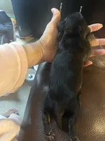 Beauty, a female Miniature Dachshund for sale in Raleigh, NC – 3 of 3