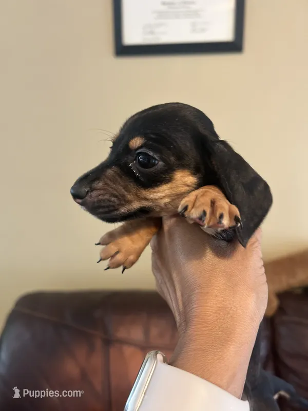 Bitsy – Miniature Dachshund puppy for sale in Raleigh, NC