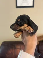 Bitsy, a female Miniature Dachshund for sale in Raleigh, NC – 1 of 6