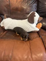 Minnie, a female Miniature Dachshund for sale in Raleigh, NC – 3 of 5