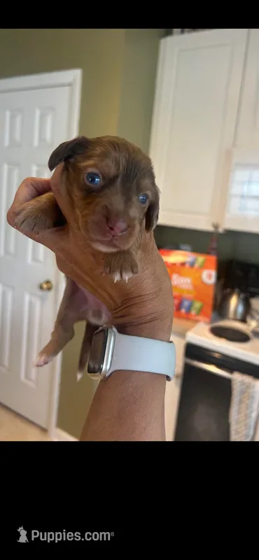 Marco – Miniature Dachshund puppy for sale in Raleigh, NC