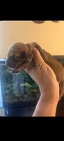 Dolly, a female Miniature Dachshund for sale in Raleigh, NC – 5 of 10
