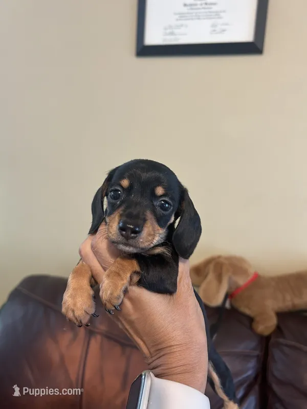 Itsy – Miniature Dachshund puppy for sale in Raleigh, NC