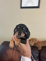 Itsy, a female Miniature Dachshund for sale in Raleigh, NC – 1 of 4