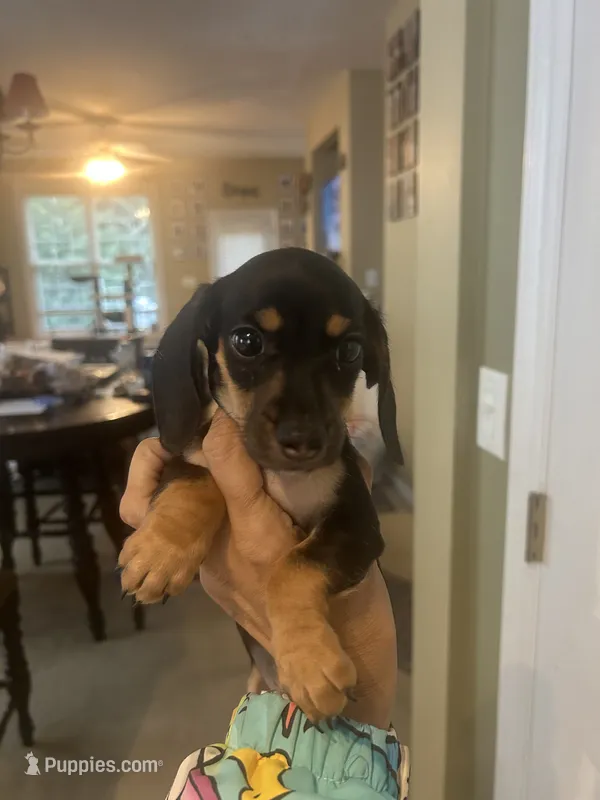 Bambi – Miniature Dachshund puppy for sale in Raleigh, NC