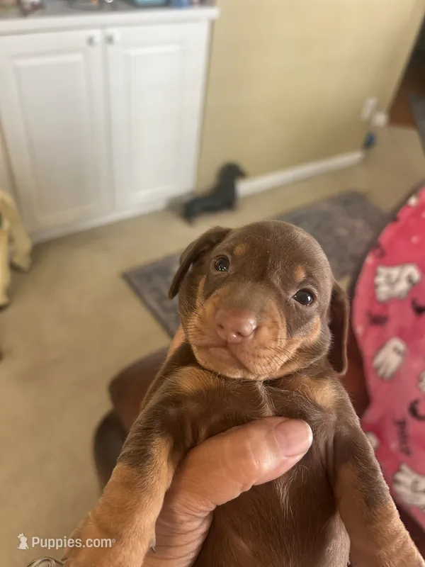 Diesel  – Miniature Dachshund puppy for sale in Raleigh, NC