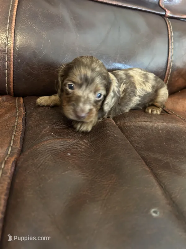 Sheba – Miniature Dachshund puppy for sale in Raleigh, NC