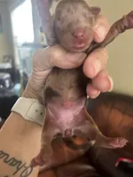 Sheba, a female Miniature Dachshund for sale in Raleigh, NC – Photo 1 of 5