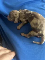 Sheba, a female Miniature Dachshund for sale in Raleigh, NC – Photo 4 of 5