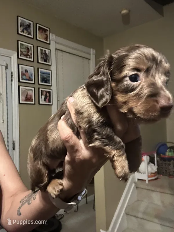 Sheba – Miniature Dachshund puppy for sale in Raleigh, NC