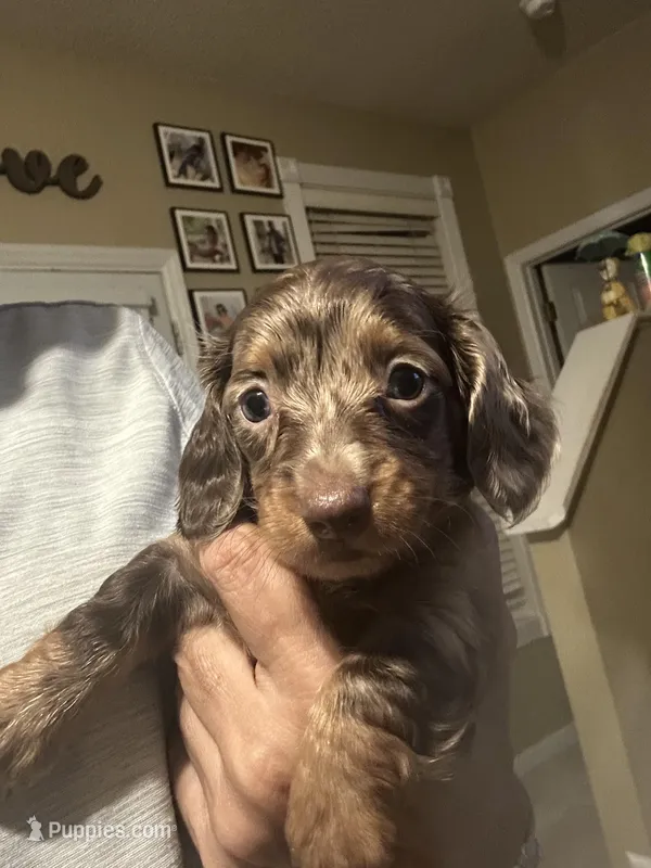 Sheba – Miniature Dachshund puppy for sale in Raleigh, NC