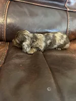 Sheba, a female Miniature Dachshund for sale in Raleigh, NC – Photo 2 of 3