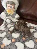 Sheba, a female Miniature Dachshund for sale in Raleigh, NC – Photo 5 of 5