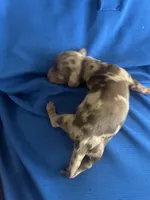 Sheba, a female Miniature Dachshund for sale in Raleigh, NC – Photo 2 of 5