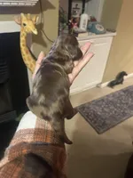 Sheba, a female Miniature Dachshund for sale in Raleigh, NC – Photo 3 of 3