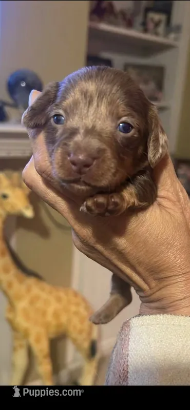 Sheba – Miniature Dachshund puppy for sale in Raleigh, NC