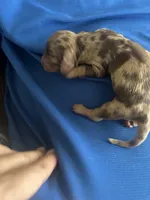 Sheba, a female Miniature Dachshund for sale in Raleigh, NC – Photo 3 of 5