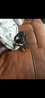 Penelope , a female Miniature Dachshund for sale in Raleigh, NC – 2 of 10