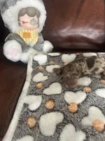 Coffee, a male Miniature Dachshund for sale in Raleigh, NC – Photo 4 of 5