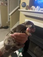 Coffee, a male Miniature Dachshund for sale in Raleigh, NC – Photo 8 of 8