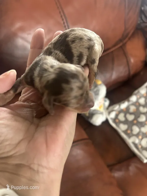 Coffee – Miniature Dachshund puppy for sale in Raleigh, NC