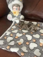 Coffee, a male Miniature Dachshund for sale in Raleigh, NC – Photo 5 of 5