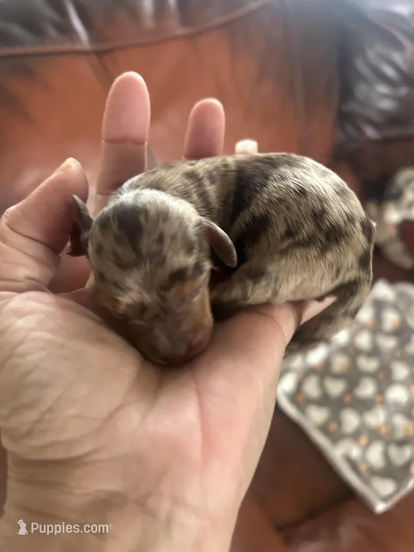 Coffee – Miniature Dachshund puppy for sale in Raleigh, NC