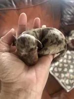 Coffee, a male Miniature Dachshund for sale in Raleigh, NC – Photo 2 of 5