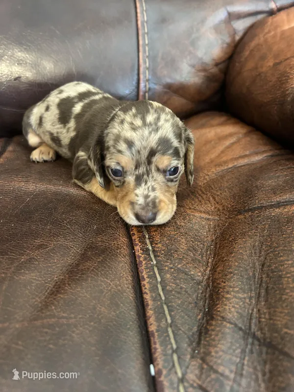 Coffee – Miniature Dachshund puppy for sale in Raleigh, NC