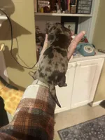 Coffee, a male Miniature Dachshund for sale in Raleigh, NC – Photo 7 of 8