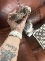 Coffee, a male Miniature Dachshund for sale in Raleigh, NC – Photo 3 of 5