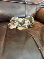 Coffee, a male Miniature Dachshund for sale in Raleigh, NC – Photo 2 of 8