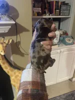 Coffee, a male Miniature Dachshund for sale in Raleigh, NC – Photo 6 of 8