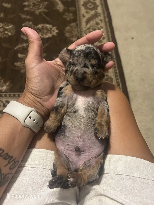 Jackson – Miniature Dachshund puppy for sale in Raleigh, NC