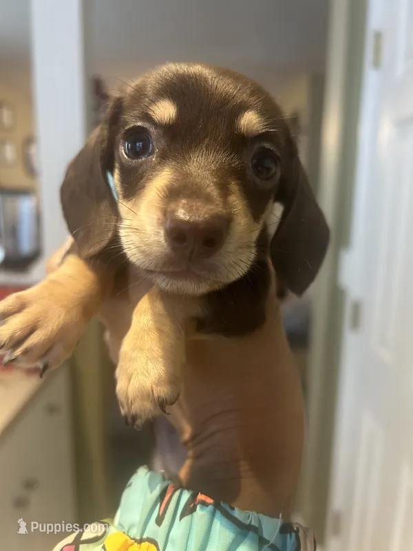 Mocha – Miniature Dachshund puppy for sale in Raleigh, NC