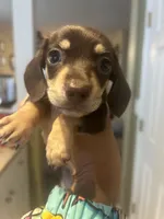 Mocha, a female Miniature Dachshund for sale in Raleigh, NC – 1 of 3